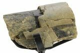 Fossil Theropod Metacarpal Section w/ Metal Stand - Colorado #363568-2